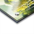 Grove of Aspen Trees Acrylic print