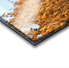 Solitude seche Acrylic print