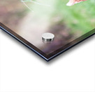 Criquette Acrylic print