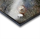 Smokey Blue Cat Portrait Acrylic print