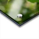 Virginia Creeper Vine Acrylic print