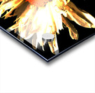 Abstract Daisy Darker Background Acrylic print