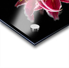 Vibrant Pink Lilies Acrylic print