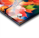 Wet Maple Leaves Acrylic print