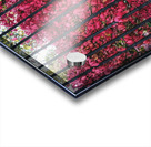 Burning Bush Behind Bars Acrylic print