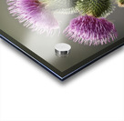 Scottish Thistle Acrylic print