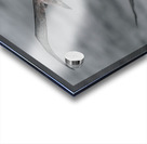 Jessica Albatross Acrylic print