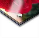 Red rose Acrylic print