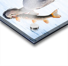 Dinner time  Acrylic print