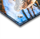 DSC06793 Acrylic print