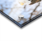 DSC06907 Acrylic print