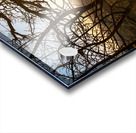 Setting sun shining through the branches of a beautiful old tree in front of countryside  Acrylic print