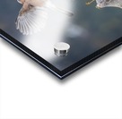 DSC_2361 Acrylic print