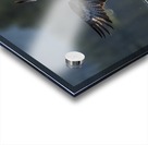 DSC_5386 Acrylic print