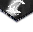 African Iris Morea Dietes X12 1 Acrylic print