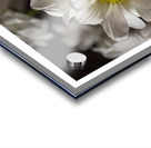 1Q8A1297 Acrylic print