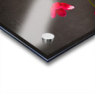 1Q8A7535 Acrylic print