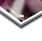 1Q8A1024 Acrylic print