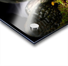 Scenes from the Trail- Rest Acrylic print