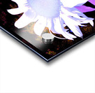 Pink Sunflower Star Acrylic print