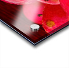 Cider Apples Acrylic print