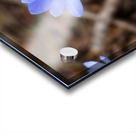 Edinburghs Blue Surprise                                                                                                                      Acrylic print