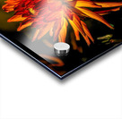 Dahlia Fire Acrylic print