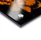 Daffodils of Spring                                                                                                                     Acrylic print