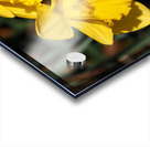 Spring Daffodils                                                                                                                      Acrylic print