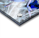 Blue Surreal Daffodils                                                                                                                      Acrylic print