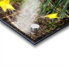  Springs Call for the Scottish Highlands                                                                                                                     Acrylic print