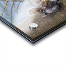 Squirrels In Love Acrylic print