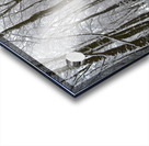 Snowy Belper Woods Acrylic print