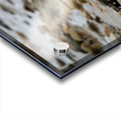 Seagull Pose Acrylic print