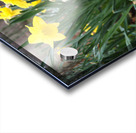 Scottish Yellow Daffodils                                                                                                                   Acrylic print