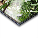 Spring Snowdrops in the Scottish Highlands                                                                                                                       Acrylic print