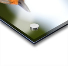 Robin Close Up Acrylic print