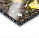   Abstract Glowing Daffodils                                                                                                                    Acrylic print