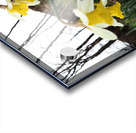  Daffodils Song in the Scottish Highlands                                                                                                                     Acrylic print