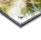 Scottish Highlands Spring Pines                                                                                                                      Acrylic print