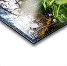 Closeup shot of wild garlic and thimbleweed in the beautiful forest in early spring at sunset Acrylic print