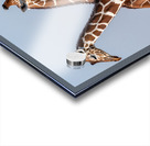 Reticulated Giraffes Acrylic print