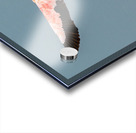 Flamingo Splashdown Acrylic print