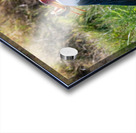 Yellow-billed Stork Acrylic print