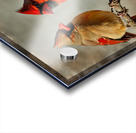 CARDINALS 2 Acrylic print