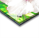 Abstract White Wild Poppy  Acrylic print