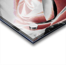 Abstract Vibrant Rose Acrylic print