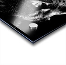 Monochrome Cat  Acrylic print