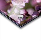 Closeup macro shot of beautiful rose peach blossom in spring Acrylic print