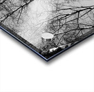  Scottish Highlands Monochrome Trees                                                                                                                    Acrylic print